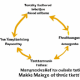 Understanding Market Cycle Theories: Navigating the Ups and Downs of the Financial World